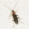 Oxycopis floridana - photo 4