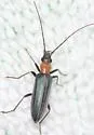 Oxycopis floridana - photo 5