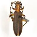 Oxycopis howdeni