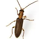 Oxycopis howdeni - photo 2