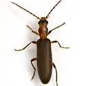 Oxycopis howdeni - photo 3