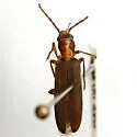 Oxycopis howdeni - photo 4