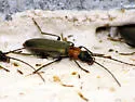 Oxycopis mcdonaldi