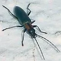 Oxycopis mcdonaldi - photo 2