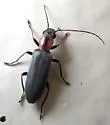 Oxycopis mcdonaldi - photo 4