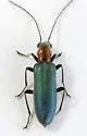 Oxycopis mcdonaldi - photo 5