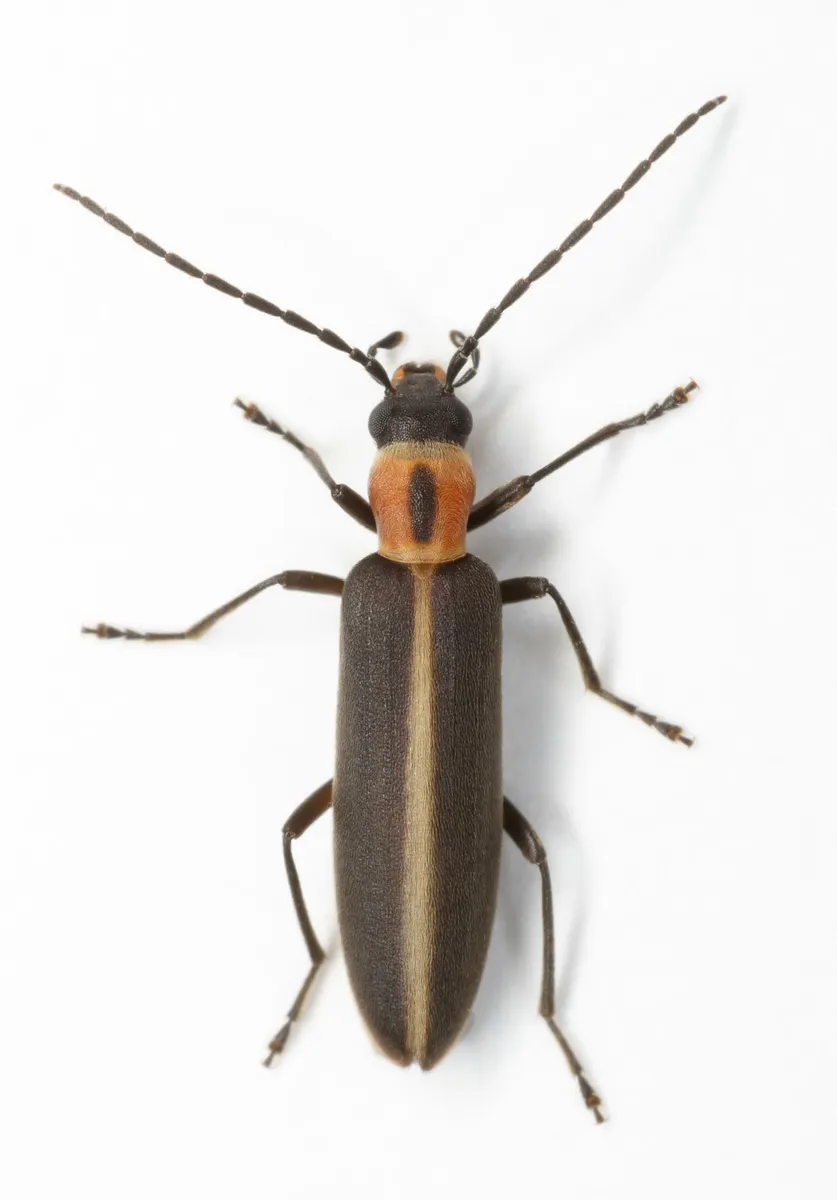 Oxycopis mimetica - photo 2