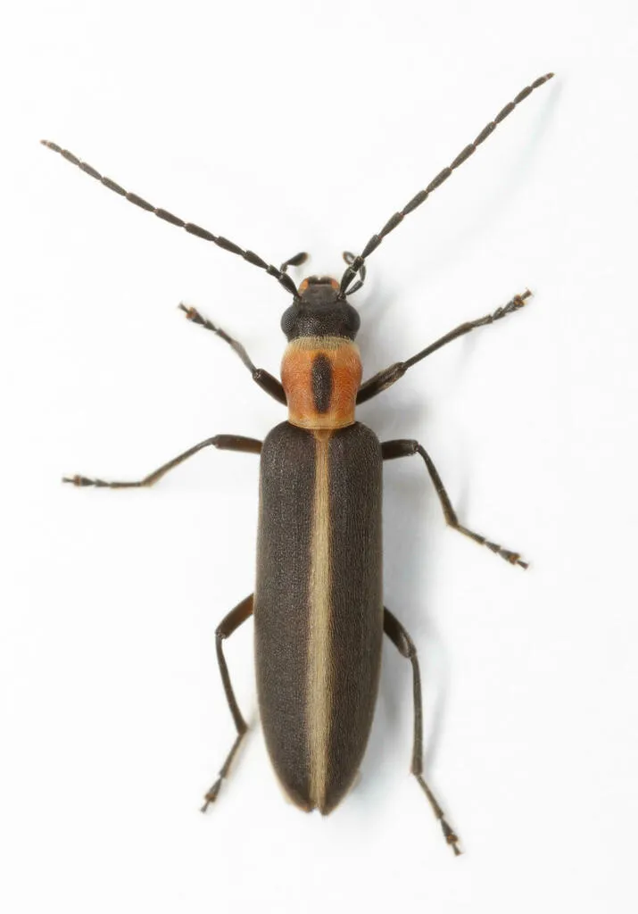 Oxycopis mimetica - photo 3