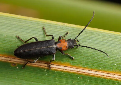 Oxycopis notoxoides
