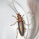 Oxycopis suturalis - Oxycopis suturalis