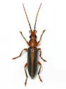 Oxycopis suturalis - photo 2