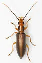 Oxycopis suturalis - photo 3
