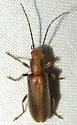 Oxycopis suturalis - photo 4