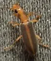 Oxycopis suturalis - photo 5