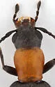 Oxycopis thoracica - photo 2