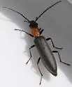 Oxycopis thoracica - photo 3