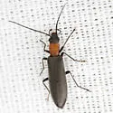 Oxycopis thoracica - photo 4