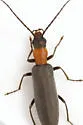 Oxycopis thoracica - photo 5