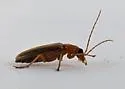 Oxycopis vittata - photo 2