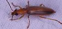 Oxycopis vittata - photo 3