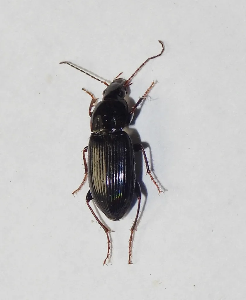 Oxycrepis brevicollis