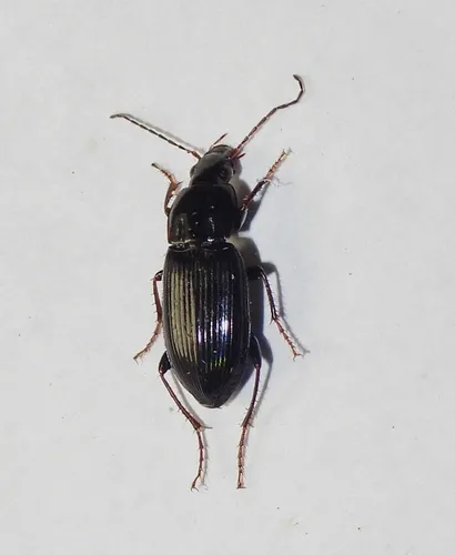 Oxycrepis brevicollis - photo 2