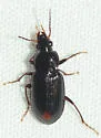 Oxycrepis celeris