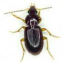 Oxycrepis crenata
