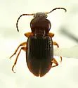 Oxycrepis crenata - photo 2
