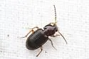 Oxycrepis crenata - photo 4