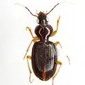Oxycrepis intercepta - photo 2
