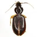 Oxycrepis intercepta - photo 3