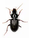 Oxycrepis saphyrina - photo 4