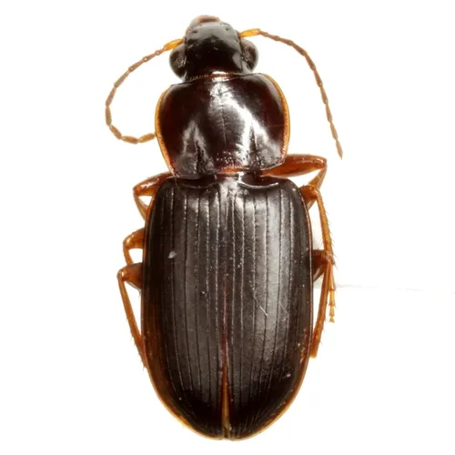 Oxycrepis sculptilis - photo 2