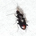 Oxycrepis vulnerata - photo 2