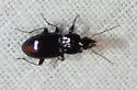 Oxycrepis vulnerata - photo 3