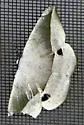 Spurge Spanworm Moth - Hodges#6967 - photo 4