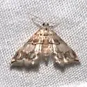 Oxyelophila callista - Hodges#4788 - photo 4