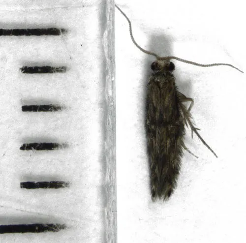 Oxyethira albiceps