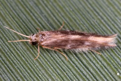 Oxyethira flavicornis