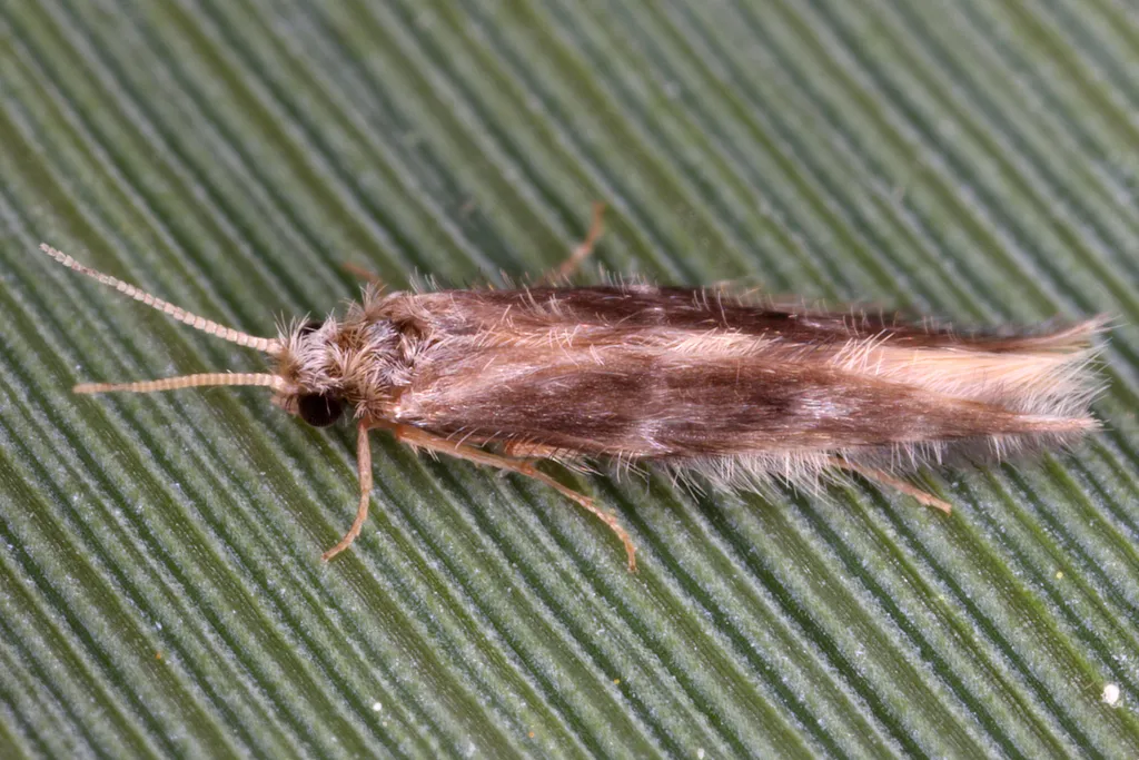 Oxyethira flavicornis - photo 2