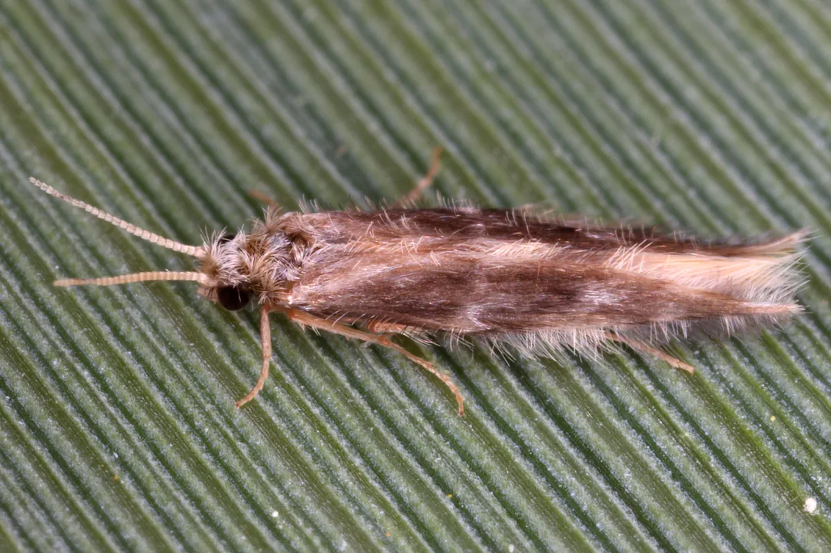 Oxyethira flavicornis - photo 3
