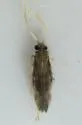 Oxyethira forcipata - photo 4