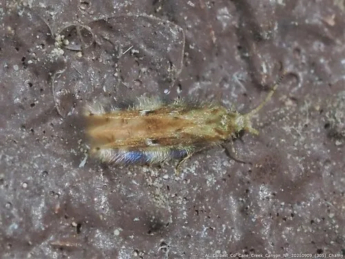Oxyethira pallida