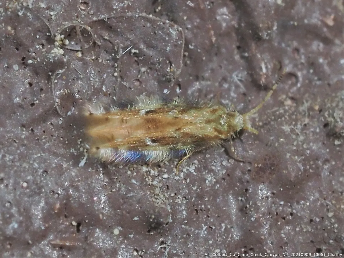 Oxyethira pallida - photo 2