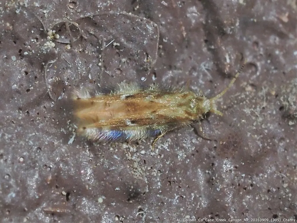 Oxyethira pallida - photo 3
