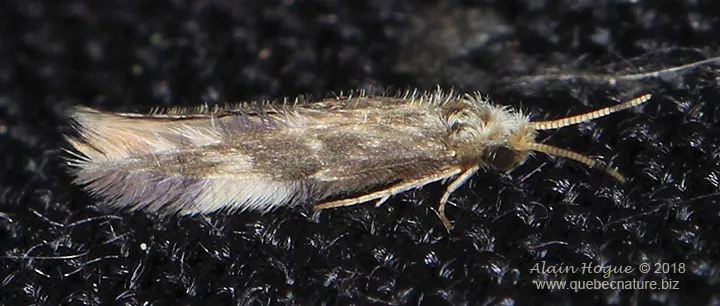 Oxyethira serrata - photo 2