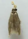 Oxyethira zeronia