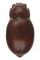 Oxygonodera hispidula - photo 2
