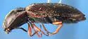 Oxygonus ater - photo 2